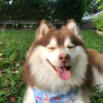 Are Pomskies Hypoallergenic