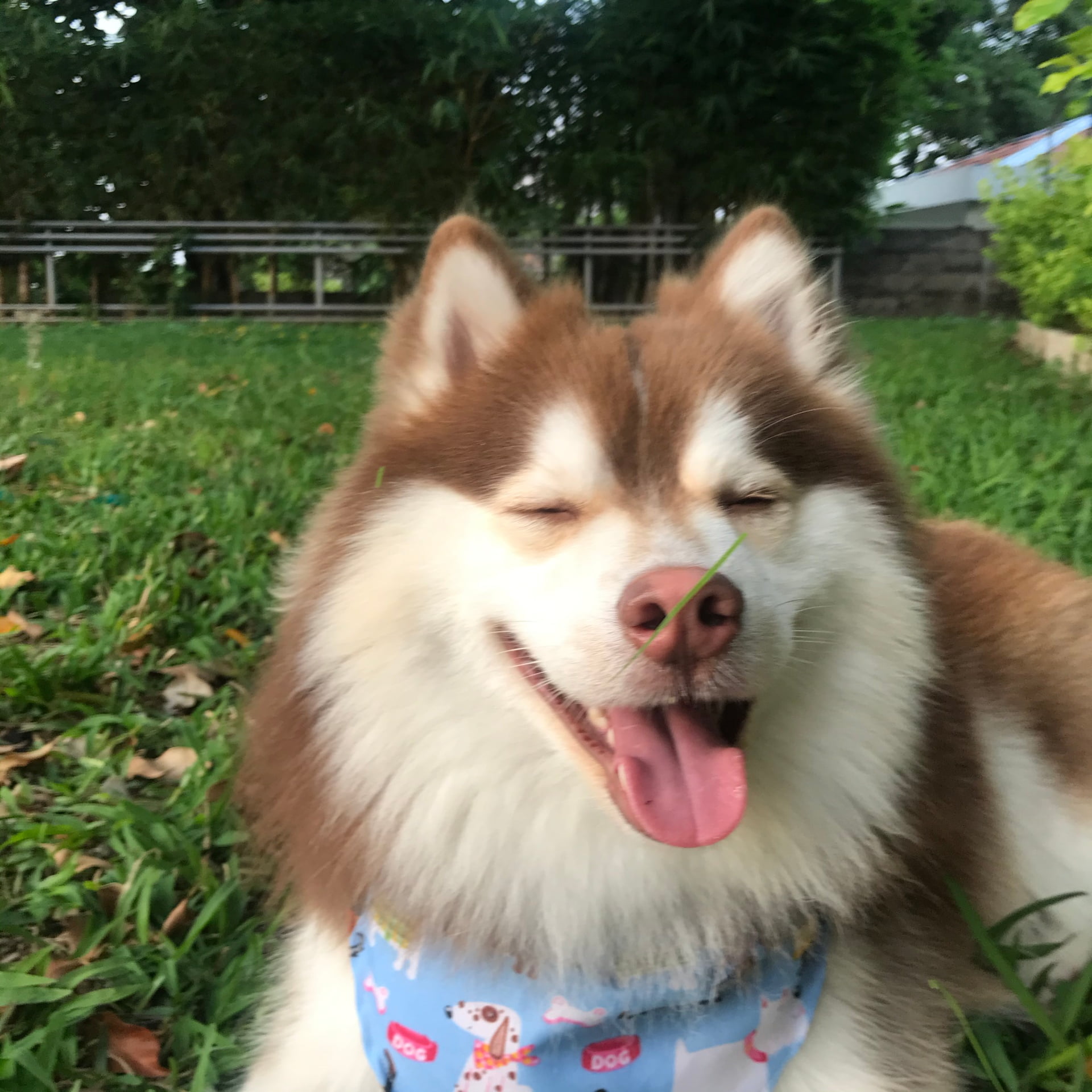 Are Pomskies Hypoallergenic