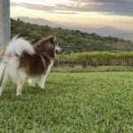 Best Artificial Grass for Dogs