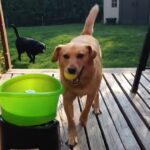 Best Ball Launcher for Dogs