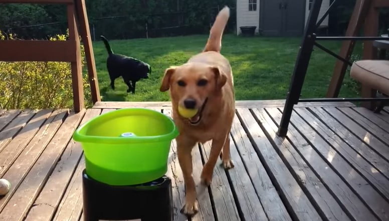 Best Ball Launcher for Dogs