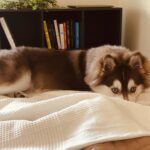 Best Blanket for Dogs that Shed