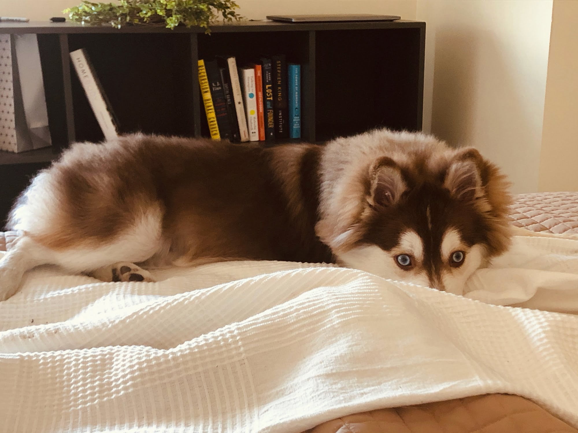 Best Blanket for Dogs that Shed