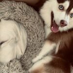 Best Calming Bed for Dogs