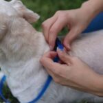 Best calming collar for dogs