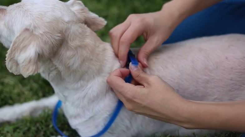 Best calming collar for dogs