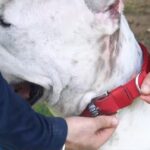 Best Collar for Dogs that Pull