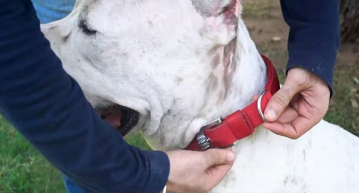 Best Collar for Dogs that Pull