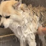 Best Deshedding Shampoo for Dogs