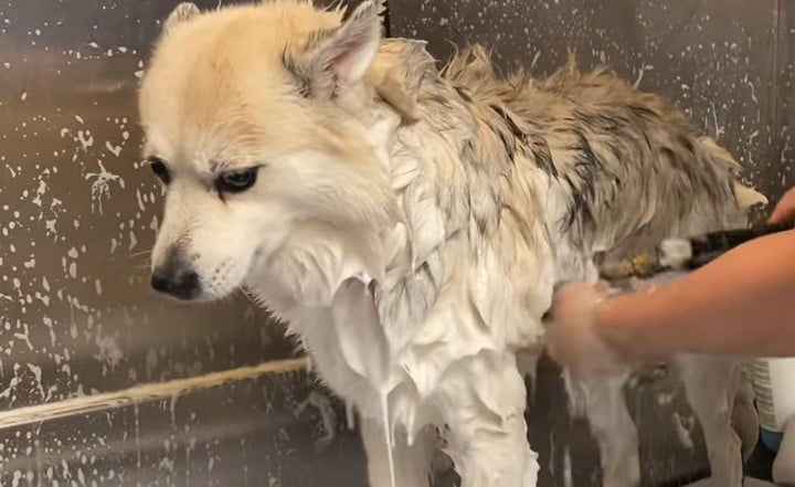 Best Deshedding Shampoo for Dogs