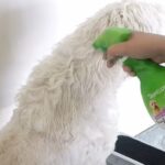 Best Detangler for Dogs