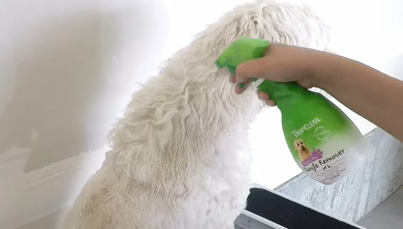 Best Detangler for Dogs