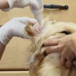 Best Ear Cleaner for Dogs