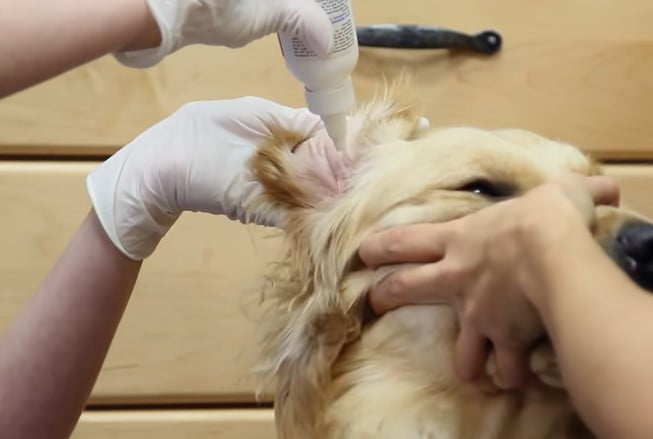 Best Ear Cleaner for Dogs