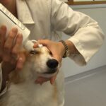 Best Eye Wash for Dogs