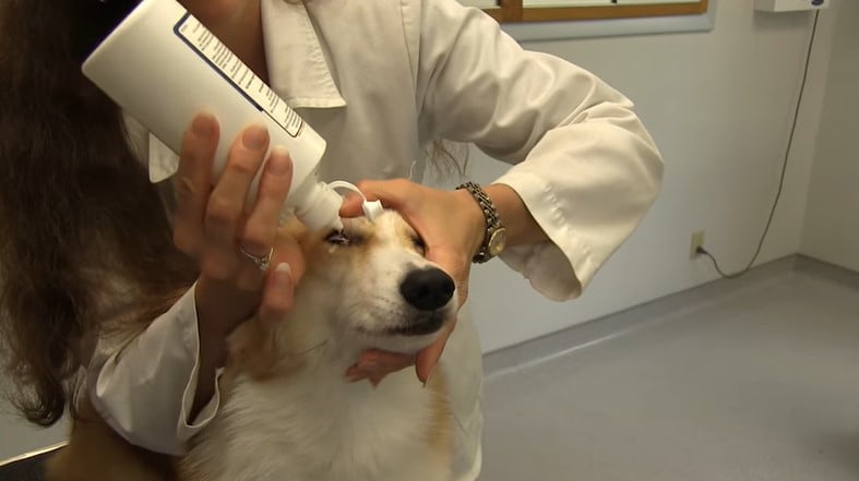 Best Eye Wash for Dogs