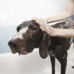 Best Flea Shampoo for Dogs