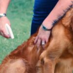 Best Flea Spray for Dogs