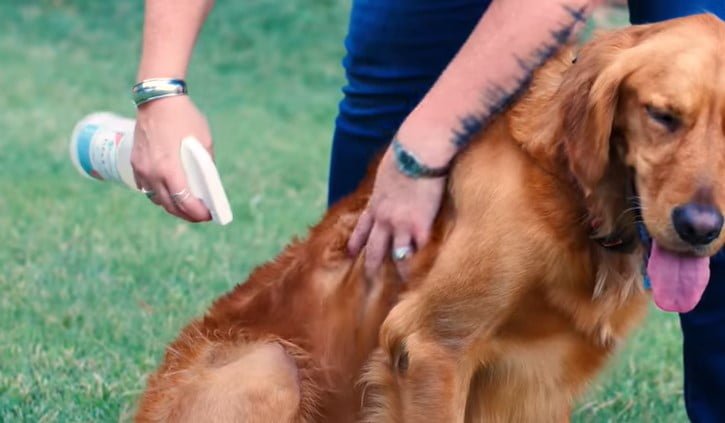 Best Flea Spray for Dogs