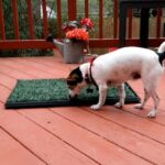 Best Indoor Potty for Dogs 1 - Best Indoor Potty for Dogs