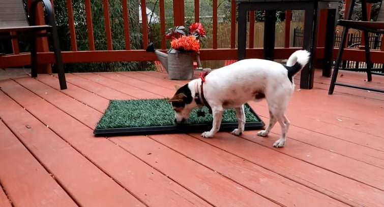 Best Indoor Potty for Dogs 1 - Best Indoor Potty for Dogs