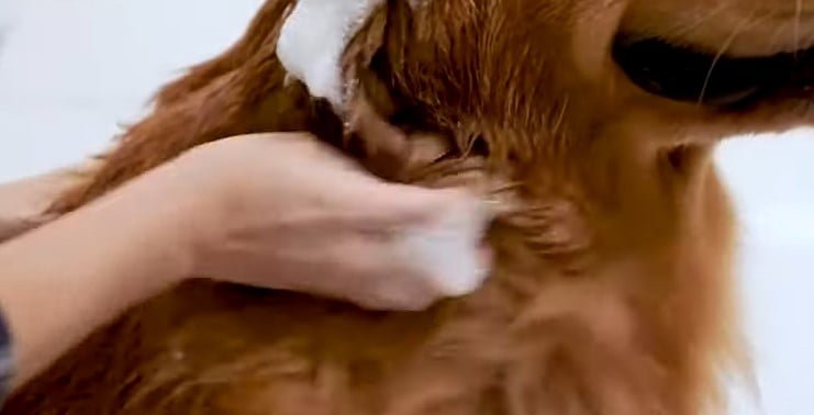 Best Oatmeal Shampoo for Dogs