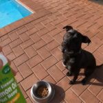 Best Salmon Oil for Dogs