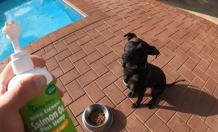 Best Salmon Oil for Dogs