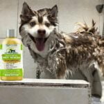 Best Shampoo for Dogs with Itchy Skin