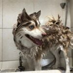 Best Smelling Shampoo for Dogs