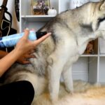 Best Waterless Shampoo for Dogs