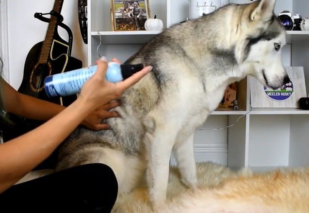 Best Waterless Shampoo for Dogs