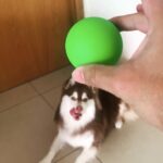 best tennis balls for dogs