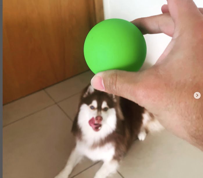 best tennis balls for dogs