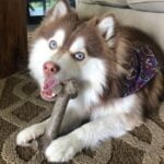 best chew toys for dogs