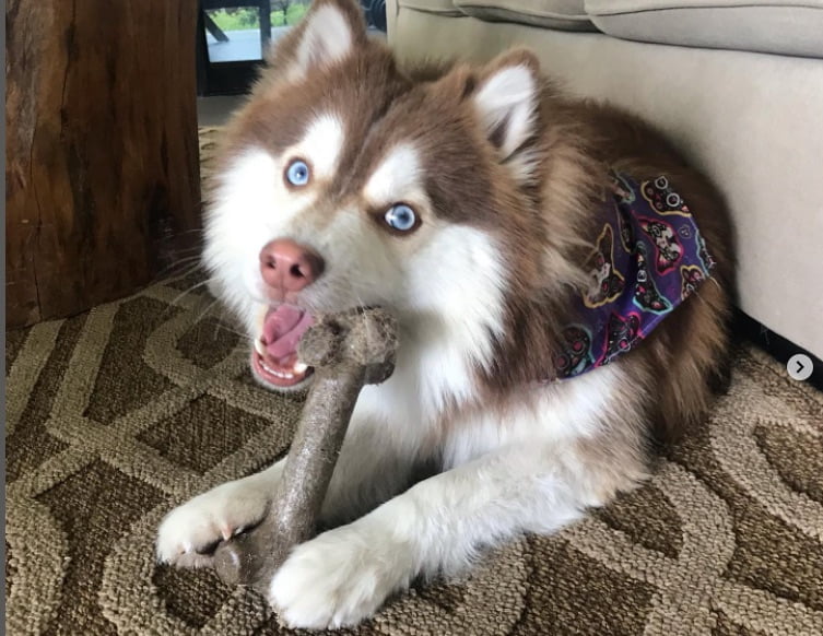 best chew toys for dogs