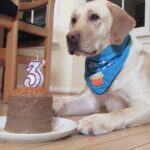 Can Dogs Eat Chocolate Cake