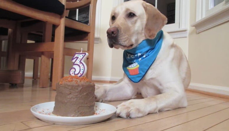 Can Dogs Eat Chocolate Cake