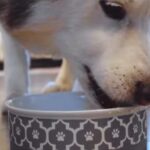 Can Dogs Eat Cooked Mushrooms 1 - Can Dogs Eat Cooked Mushrooms