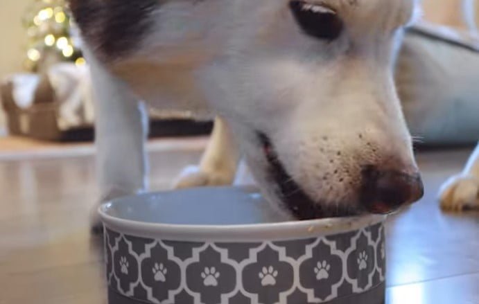 Can Dogs Eat Lobster Meat 1 - Can Dogs Eat Cooked Mushrooms