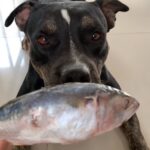 Can Dogs Eat Fish Bones