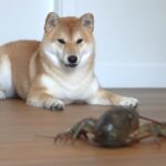 Can Dogs Eat Lobster Meat 1 - Can Dogs Eat Lobster Meat