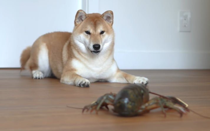 Can Dogs Eat Lobster Meat 1 - Can Dogs Eat Lobster Meat