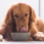 Can Dogs Eat Nectarines