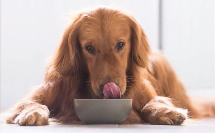 Can Dogs Eat Nectarines