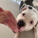 Can Dogs Eat Raw Chicken Breast