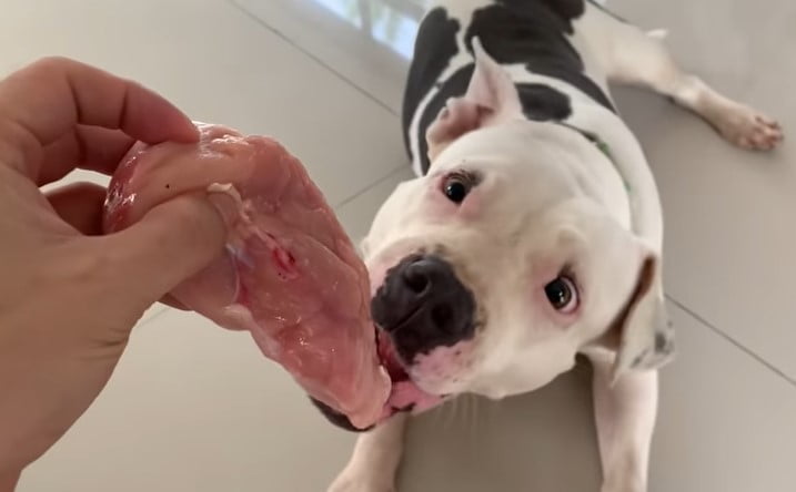 Can Dogs Eat Raw Chicken Breast