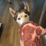 Can Dogs Eat Steak