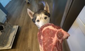 Can Dogs Eat Steak