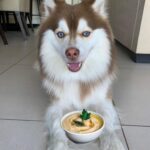 Can Dogs Eat hummus